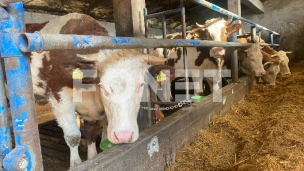 Poziv za podsticaje za grla